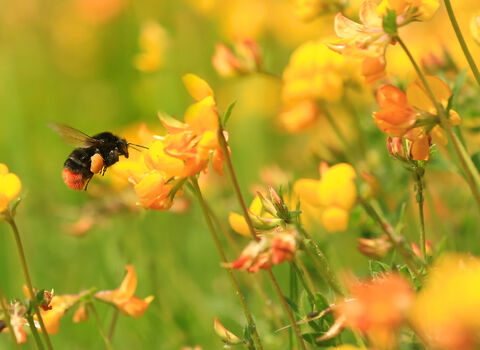 World Bee Day: Why Bees Matter to British Agriculture