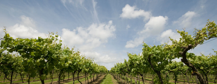Biddenden Ortega & Artisan Cheese: A Perfect English Pairing for English Wine Week