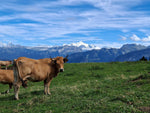 Swiss Vacherin Mont D'Or