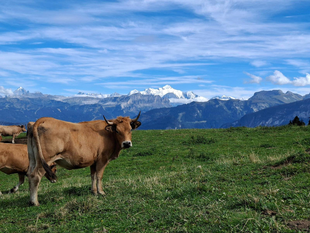 Swiss Vacherin Mont D'Or